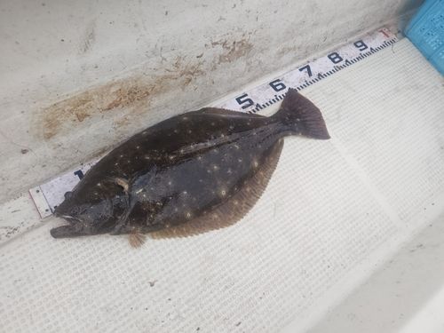 ヒラメの釣果