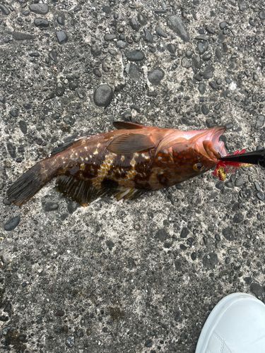 キジハタの釣果
