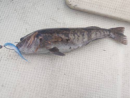 アブラコの釣果