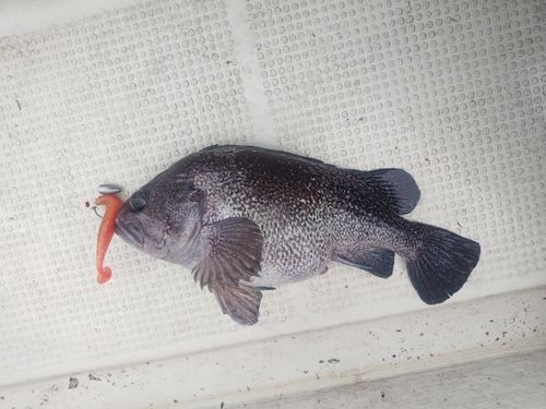 クロソイの釣果