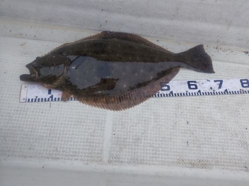 ヒラメの釣果