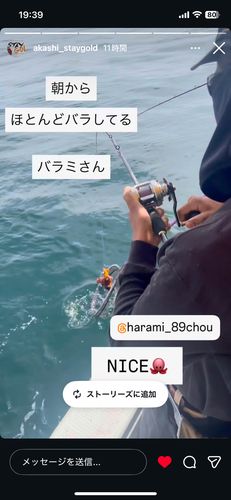 タコの釣果