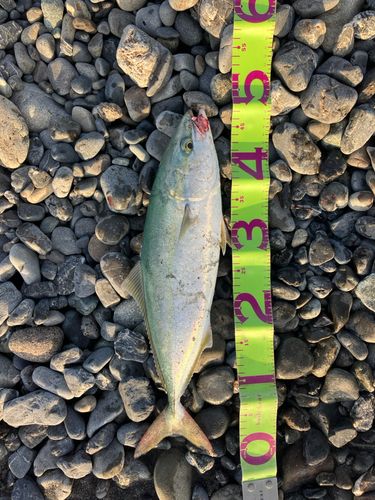 イナダの釣果