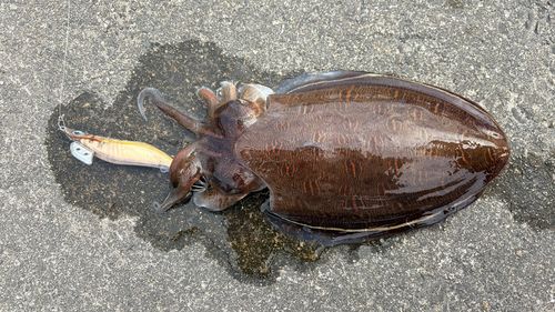 モンゴウイカの釣果