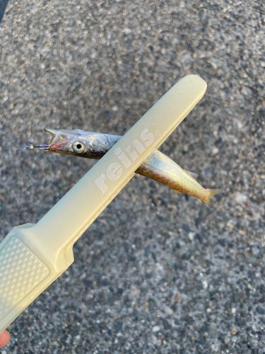 アカカマスの釣果