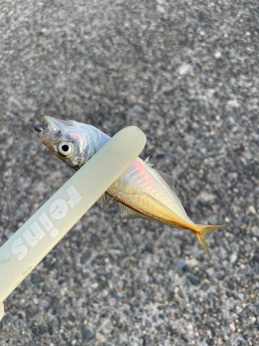 マアジの釣果