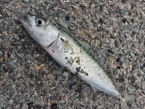 サバの釣果