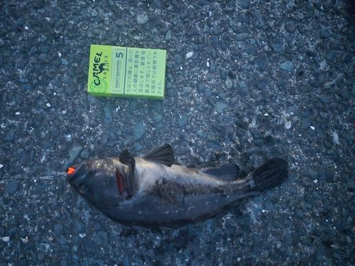 クロソイの釣果