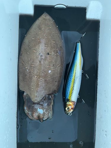 モンゴウイカの釣果
