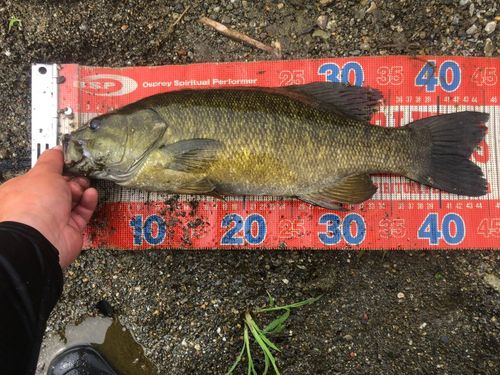 スモールマウスバスの釣果