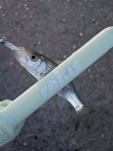 セイゴ（ヒラスズキ）の釣果