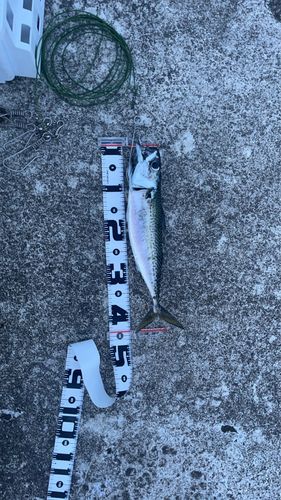 サバの釣果
