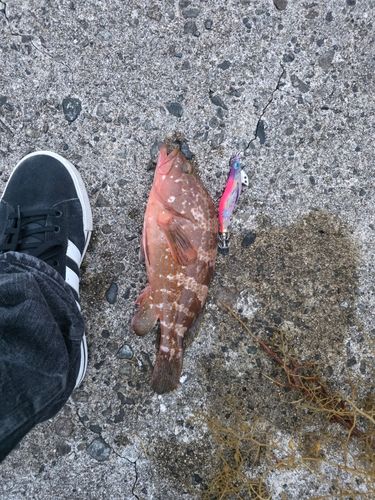 キジハタの釣果