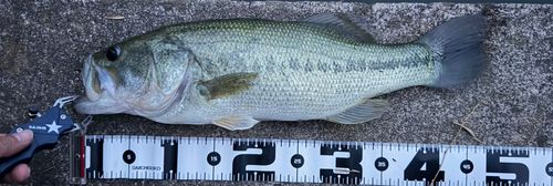 ブラックバスの釣果
