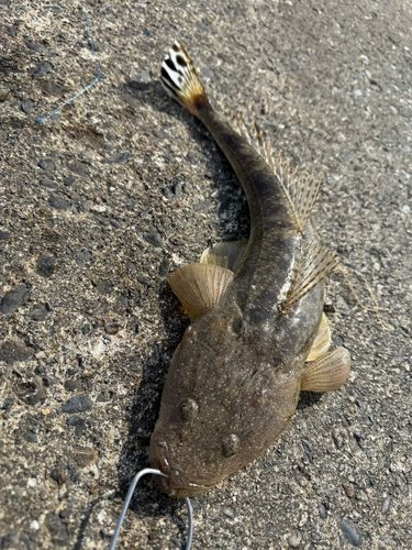 マゴチの釣果