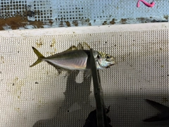 マアジの釣果