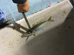 マアジの釣果