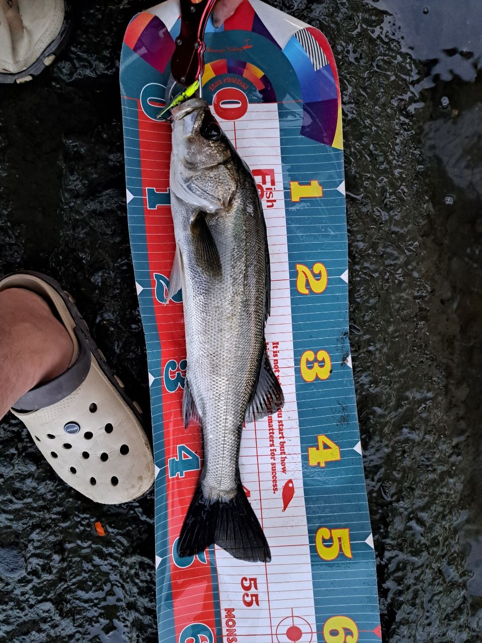 SHIMANO 23ディアルーナ S96MLの最安値・インプレ・釣果 | 本音の