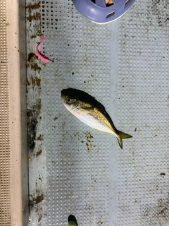 マアジの釣果