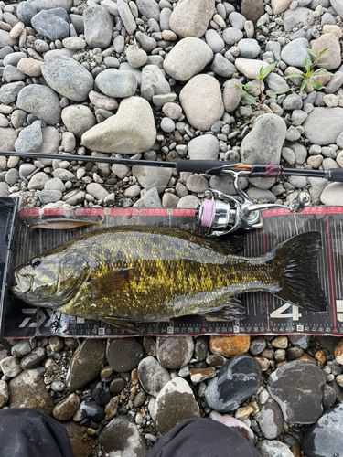 スモールマウスバスの釣果
