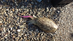 コウイカの釣果