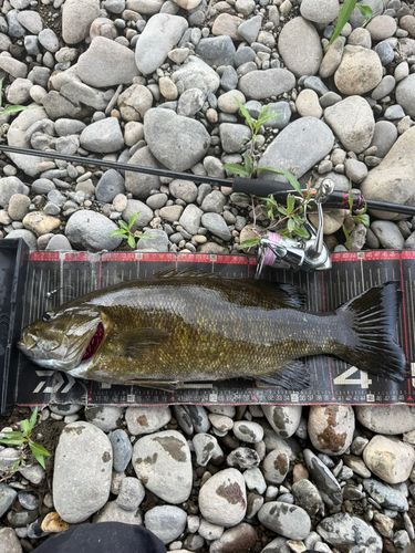 スモールマウスバスの釣果