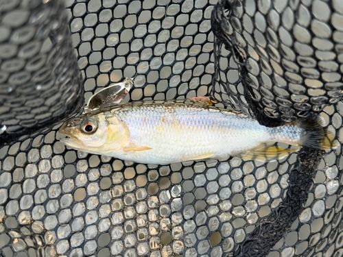 カワムツの釣果