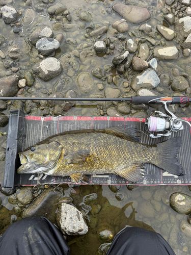 スモールマウスバスの釣果