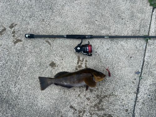 アイナメの釣果
