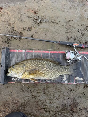 スモールマウスバスの釣果