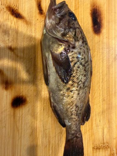 クロソイの釣果