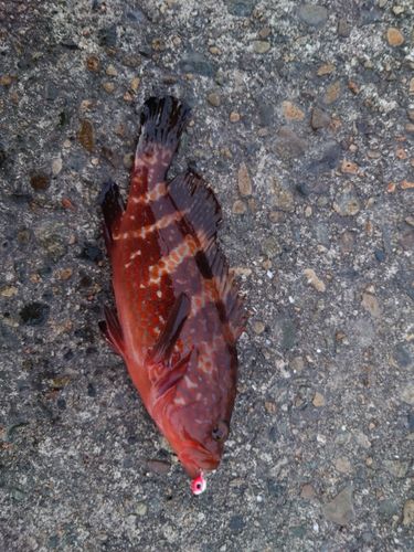 キジハタの釣果