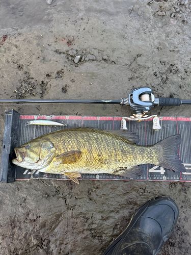 スモールマウスバスの釣果
