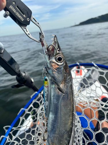 タチウオの釣果