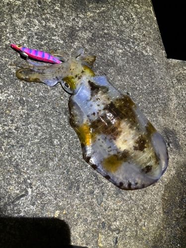 アオリイカの釣果