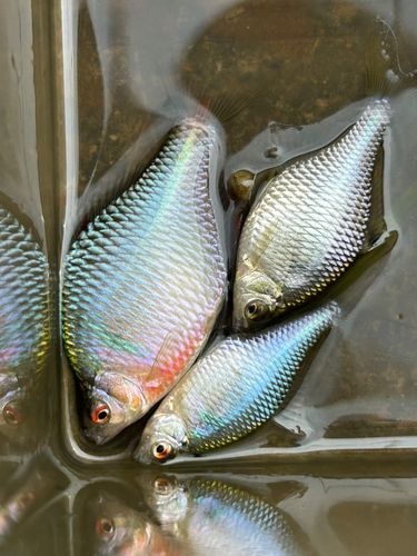 タイリクバラタナゴの釣果