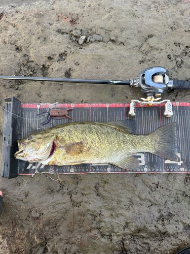 スモールマウスバスの釣果