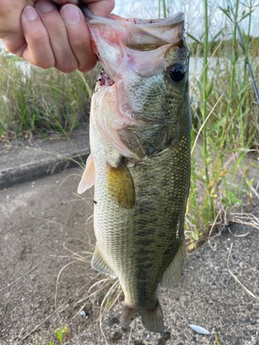 ラージマウスバスの釣果