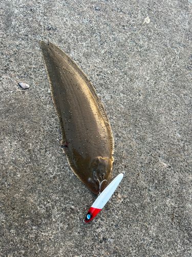 シタビラメの釣果