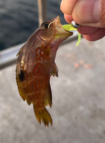 アコウの釣果