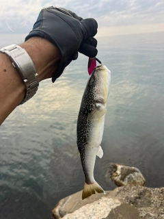 ショウサイフグの釣果