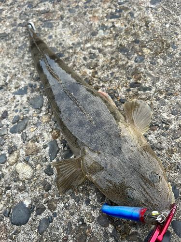 マゴチの釣果