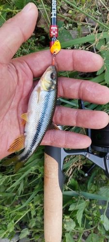 カワムツの釣果