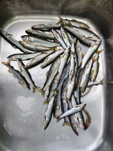 アユの釣果
