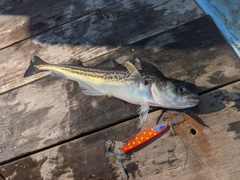 スケトウダラの釣果