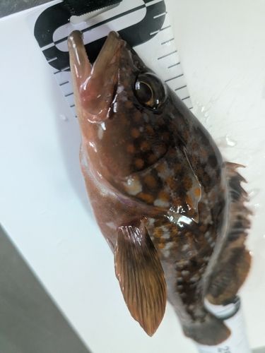 アコウの釣果