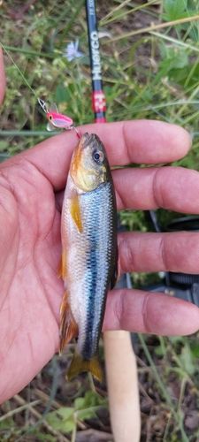 カワムツの釣果
