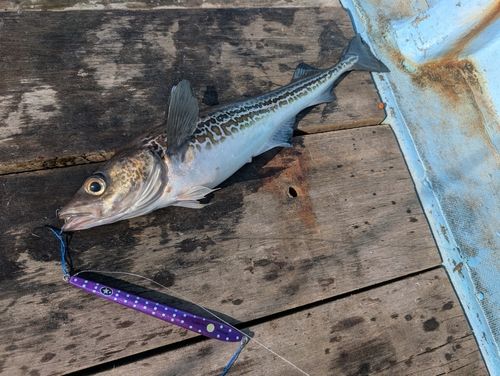 スケトウダラの釣果