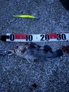 クロソイの釣果