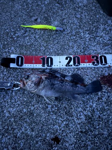 クロソイの釣果